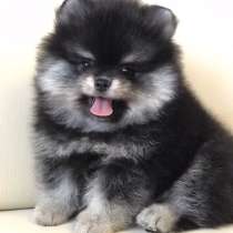 Pomeranian spitz. Black tan girl, в г.Берлин