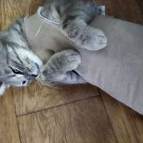 Нежная кошечка с голубым оттенком шерсти, в Санкт-Петербурге