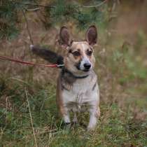 Очаровательная собачка, метис корги, 9 мес, в Санкт-Петербурге