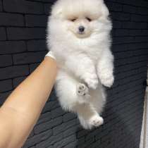 Шпиц медведь, в г.Берлин