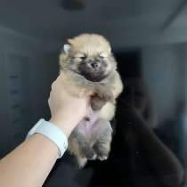 Щенок помернского шпица, в г.Франкфурт-на-Майне