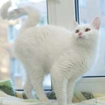 Беленькая как снег кошечка, в Санкт-Петербурге