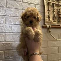 Poodle. Apricot boy, в г.Кёльн