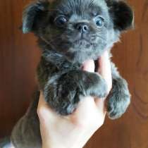 Красивый голубой дш чихуахуа мальчик, в Москве