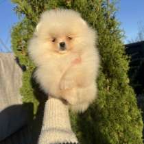 Дівчинка померанського шпіца, в г.Прага