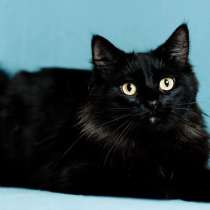 Имана – озорной хвостик, в г.Минск