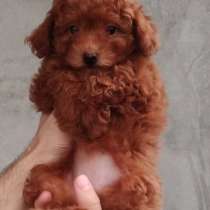 Той пудель. Red brown. С документами, в г.Стамбул