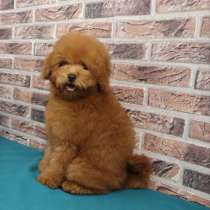 Пудель. Red, в г.Берлин