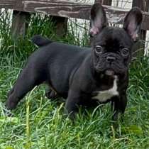 Французский бульдог, в г.Аланья