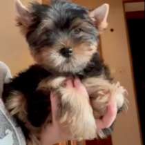 Йоркширский терьер. Мини, в г.Франкфурт-на-Одере