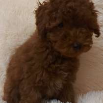 Той пудель. Red brown, в г.Берлин
