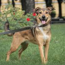 Очаровательная собачка компактного размера, в Санкт-Петербурге