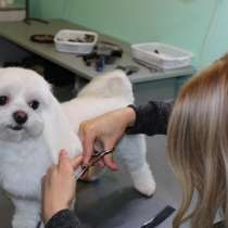 Стрижка собак, в г.Днепропетровск