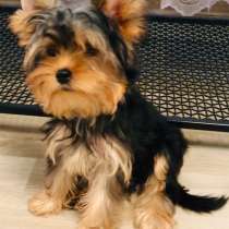 Йоркширский терьер. Мини, в г.Ольденбург
