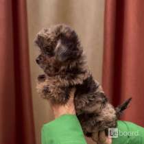 Мальтипу девочка в редком окрасе, в г.Розенхайм