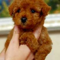 Той пудель, в г.Берлин