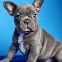 Французский бульдог. Blue, merle, в г.Брауншвейг