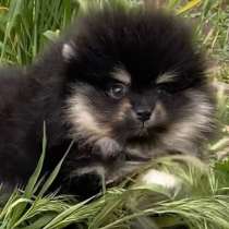 Померанский шпиц, в г.Мансфельд