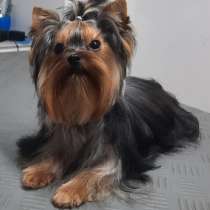 Йоркширский терьер. Мини, в г.Киль