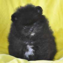 Померанский шпиц. Мишка, в г.Гольдберг