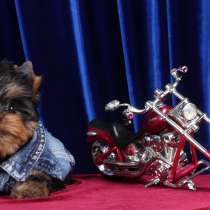 Йоркширский терьер. Мини мальчик, беби-фейс, в Москве