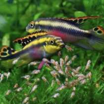 Аквариумные рыбки и растения, в Люберцы