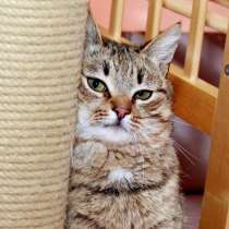 Отдам кота в добрые руки. Мурзик Мурчалкин, сто полосок, в Калуге