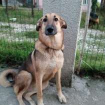 Молодая девочка Малышка ищет дом!, в Москве