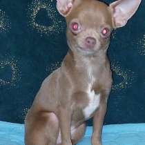 Чихуахуа. Мини, в г.Франкфурт-на-Майне