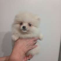 Pomeranian spitz. Micro mini girl, в г.Веймар