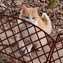 Замерзает кошечка-плюшка в садоводстве, в Санкт-Петербурге