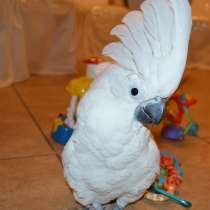 Белохохлый какаду (Cacatua alba) ручные птенцы из питомника, в Москве