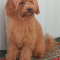 Той пудель, в г.Azzano