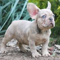 Французский бульдог. Lilac merle tan, в г.Анкара