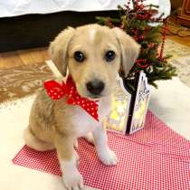 Щенок как из мультика, в Санкт-Петербурге