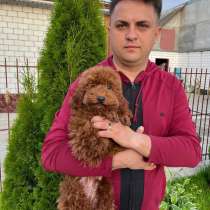 Пудель ред Браун, в Москве