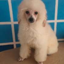 Пудель, в г.Грюнберг