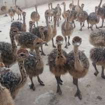 Мы продаем страусят, эму, павлиньи яйца и страусиные перья, в г.Moscoso