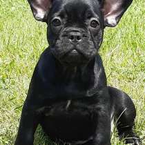 Французский бульдог, в г.Анкара