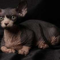 Kätzchen Bambino Elf dwelf, в г.Гермеринг