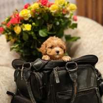 Мальтипу f1, в г.Стамбул