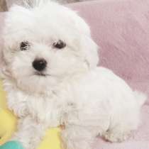 Мальтезе, в г.Нойштрелице