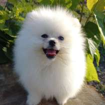 Померанский шпиц, в г.Берлин