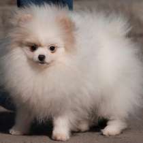 Померанский шпиц. Мини, в г.Aach