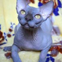 Канадский сфинкс, в г.Гермерсхайм