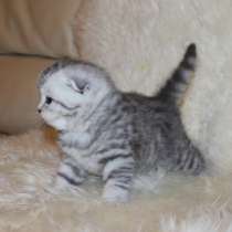 Серебристые котята. Вислоухие и с прямыми ушками., в Москве