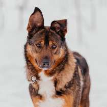 Преданная Эсми с охранными качествами ищет дом!, в Москве