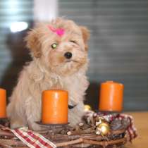 Мальтипу мишки, в г.Линдау