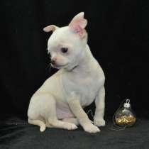 Чихуахуа. Кобби, в г.Франкфурт-на-Майне