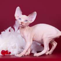 В наличии или под заказ котята сфинкс, бамбино, эльф, в Омске
